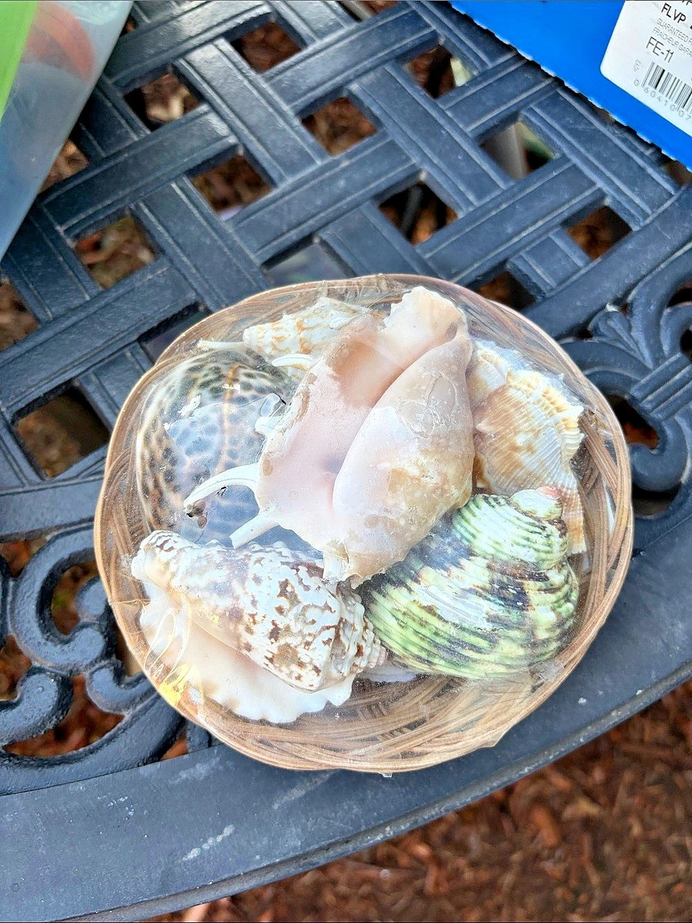 Fruits of the Sea Shell-Filled Decorative Bowl